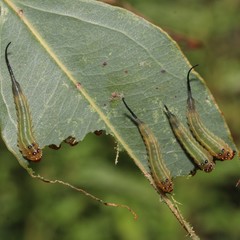 Lophyrotoma interrupta
