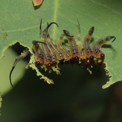 Lophyrotoma interrupta