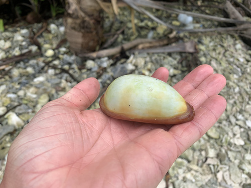 Cypraea talpa observed 2021-08-08