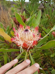 Protea susannae