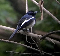 Copsychus mindanensis