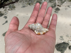 Monoplex intermedius