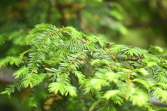 Taxus mairei