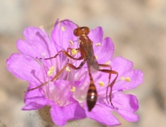 Ammophila wrightii