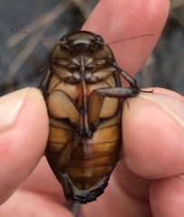 Dytiscus cordieri
