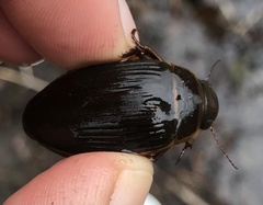 Dytiscus cordieri