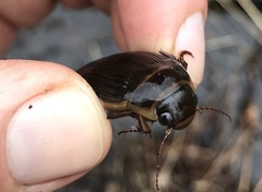 Dytiscus cordieri