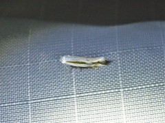 Bucculatrix magnella