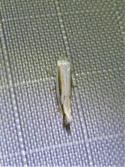 Bucculatrix magnella