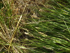 Carex spicata