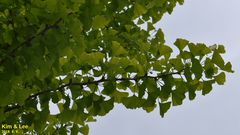 Ginkgo biloba