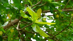 Barringtonia asiatica
