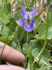 Viola odorata
