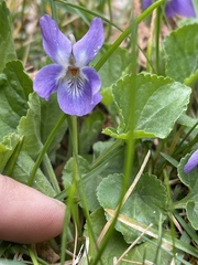 Viola odorata