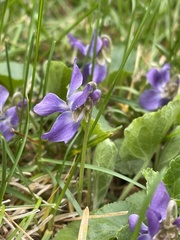 Viola odorata