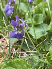 Viola odorata