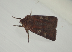 Cerastis leucographa