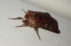 Cerastis leucographa