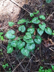 Asarum marmoratum