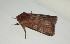 Cerastis leucographa