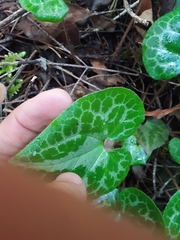 Asarum marmoratum