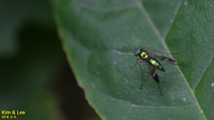 Condylostylus nebulosus