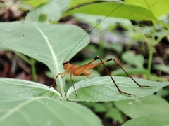 Orthoptera