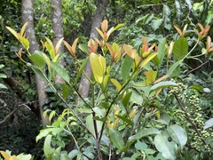 Garcinia oblongifolia