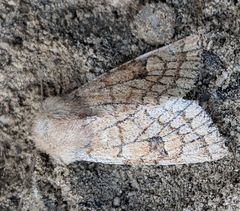 Orthosia ferrigera