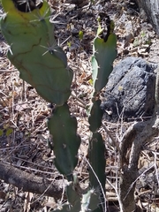Acanthocereus tetragonus