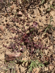 Chorizanthe polygonoides longispina
