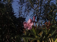 Nerium oleander