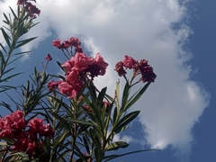 Nerium oleander