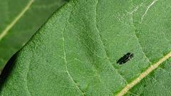 Agrilus obsoletoguttatus