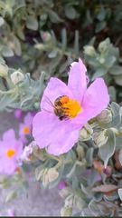 Apis mellifera