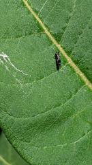 Agrilus obsoletoguttatus