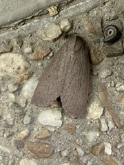 Paralaea sarcodes
