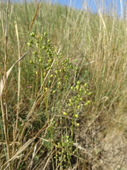 Camelina microcarpa