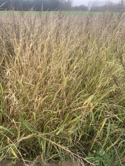 Themeda