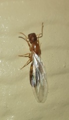 Colobopsis etiolata