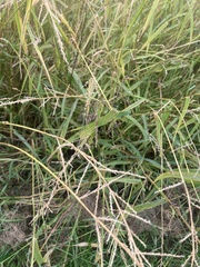 Themeda