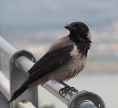 Corvus cornix