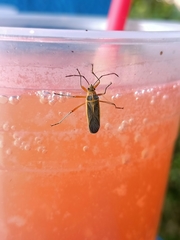 Stenomacra marginella