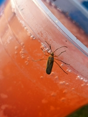 Stenomacra marginella