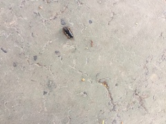 Pycnoscelus surinamensis