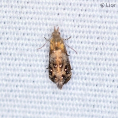 Tebenna gnaphaliella