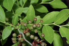 Vaccinium virgatum