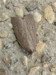 Paralaea sarcodes