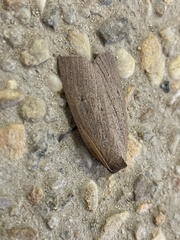 Paralaea sarcodes