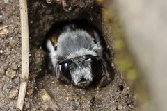 Anthophora pacifica